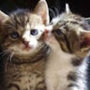 Meet your Posher, Greeta